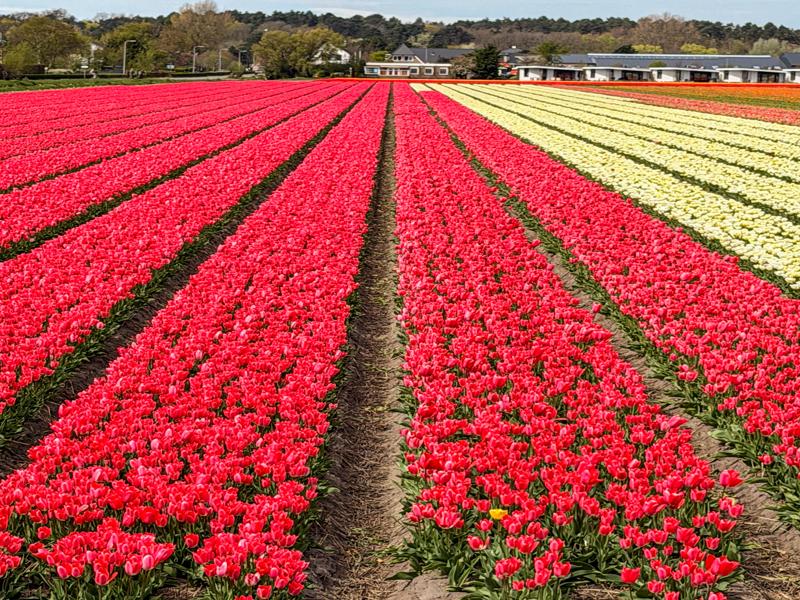 Flower fields around Lisse